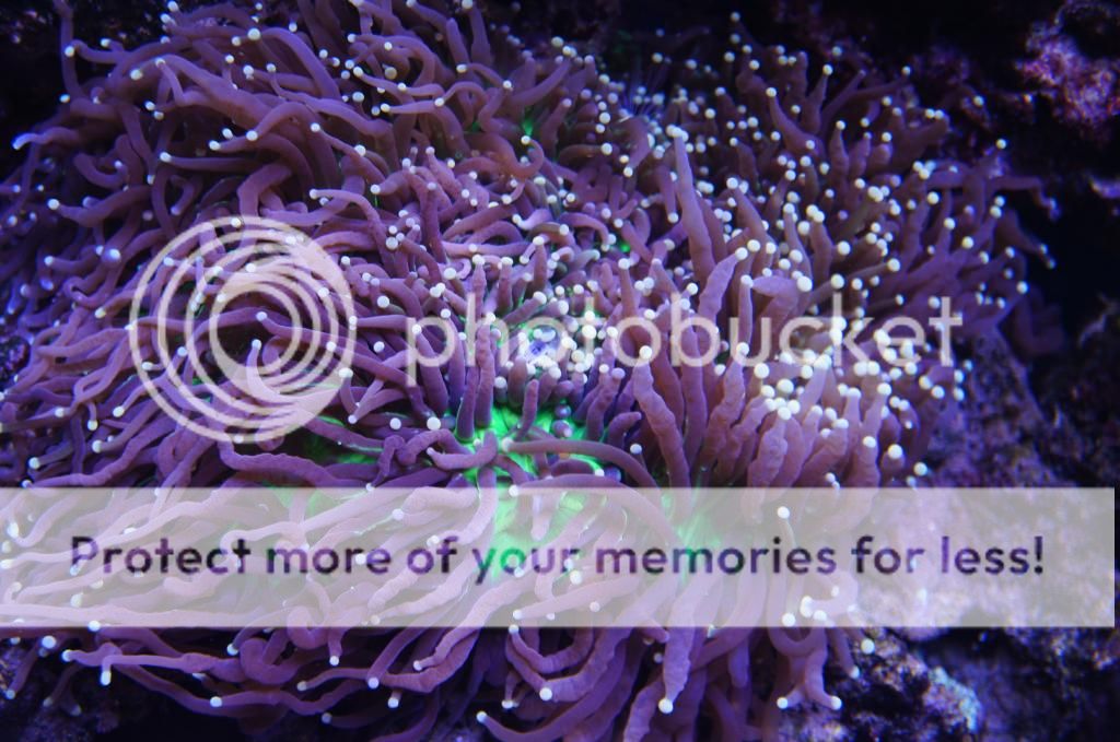 Unique Torch corals? Reef Central Online Community